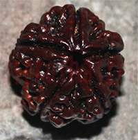 5 mukhi 163- 23mm